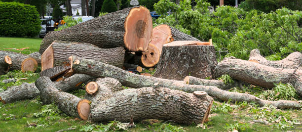 Best Tree Disease Treatment  in Neoga, IL