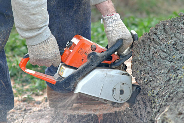 Best Tree and Shrub Care  in Neoga, IL